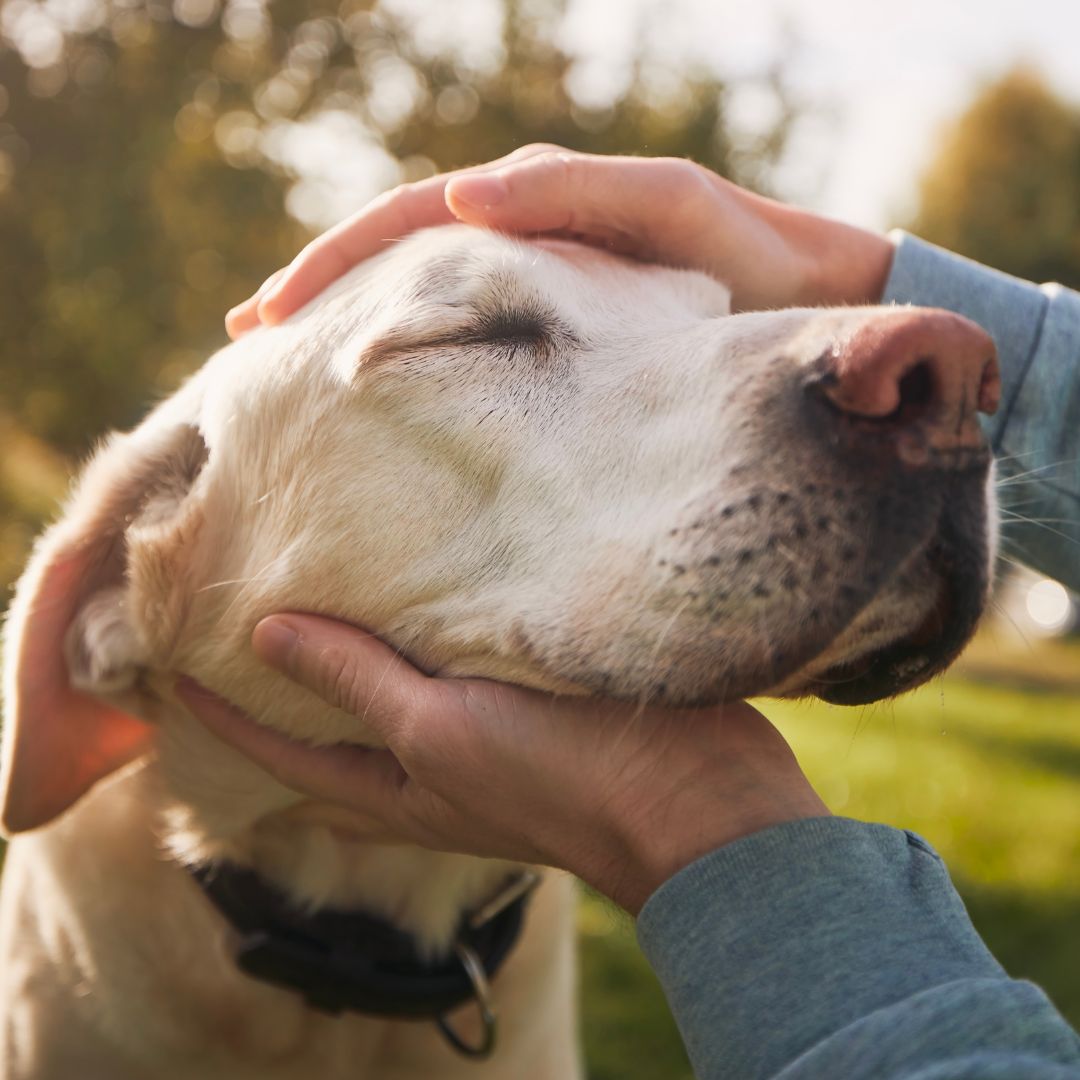 1 pet peace of mind of Central Oregon
